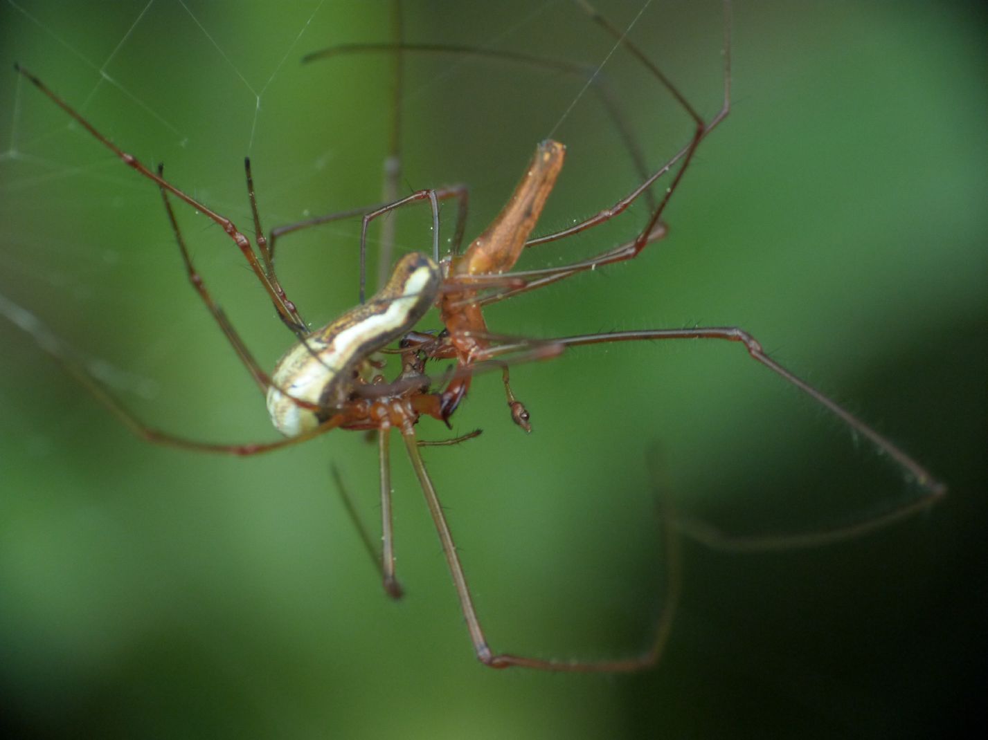 Tetragnatha sp.: baci e abbracci - Roma